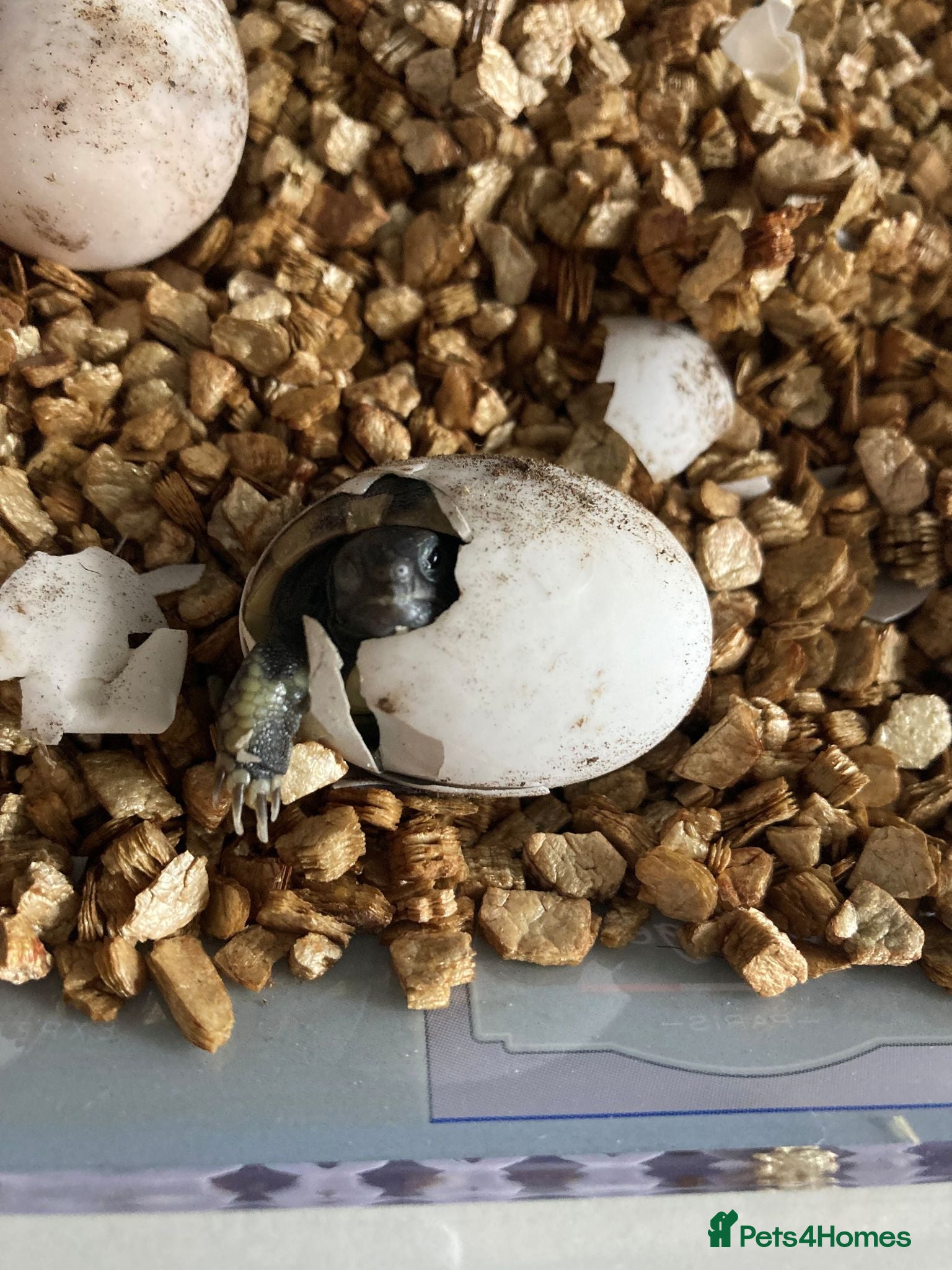 Hermann Tortoise reptiles Baby Hermann Tortoises - Advert 2