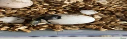 Hermann Tortoise reptiles for sale: Baby Hermann Tortoises in Hove - Advert 2