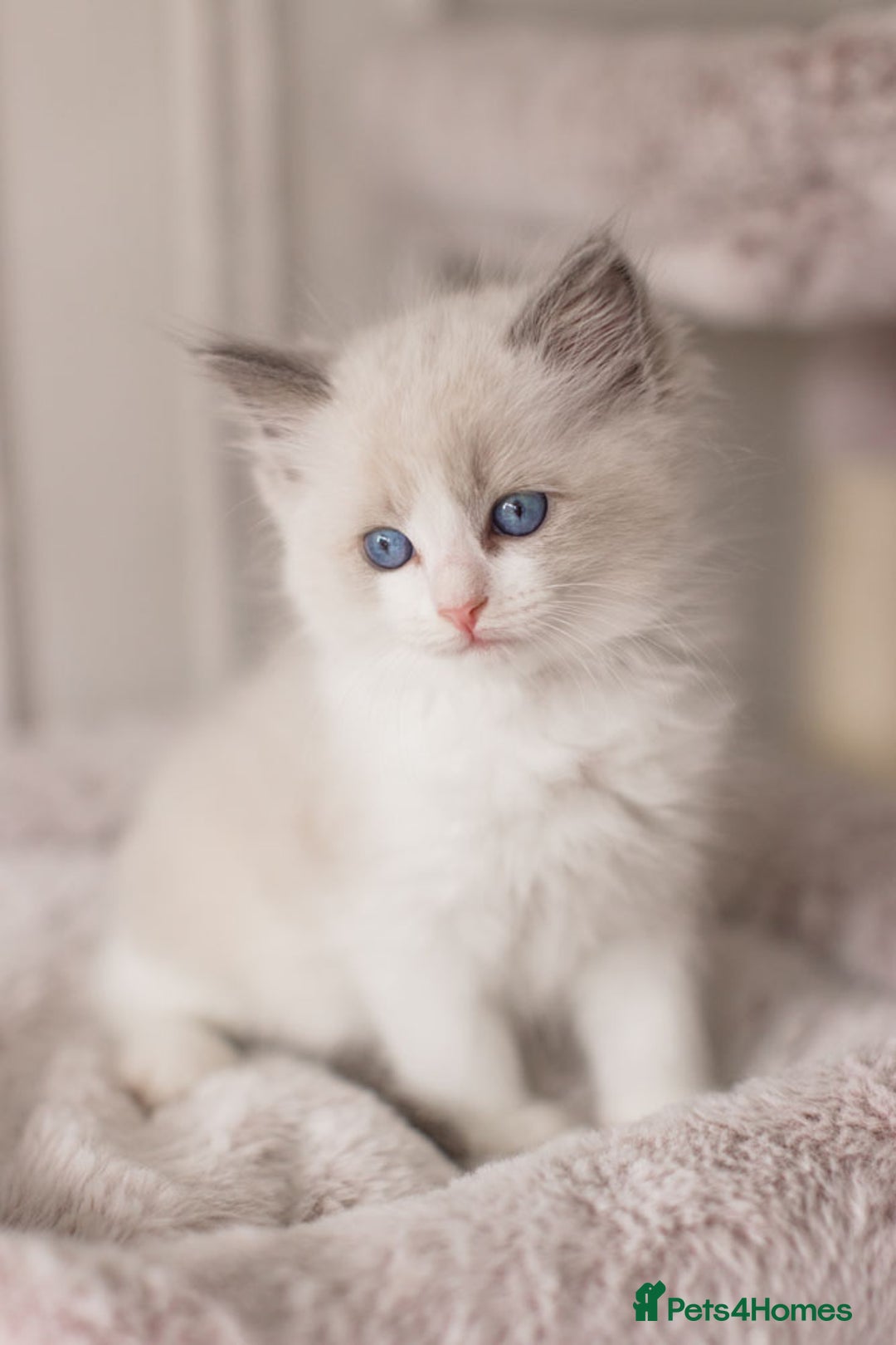 Ragdoll cats for sale: Bicolour and Lynx Ragdoll kittens - Advert 13