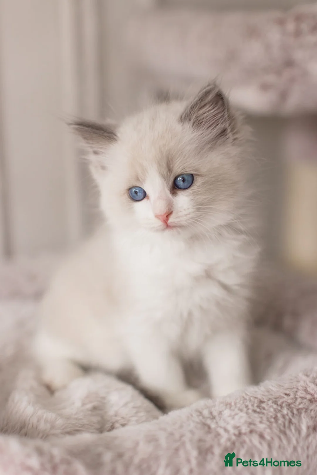 Ragdoll cats for sale: Last Blue Bicolour Ragdoll female available  - Advert 12