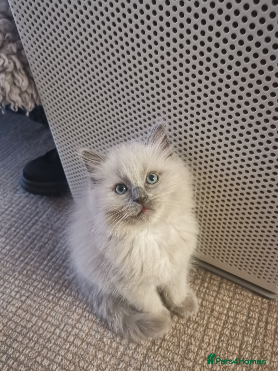 Ragdoll cats for sale: Stunning TICA Ragdoll Kittens - Mink, Sepia,  - Advert 2
