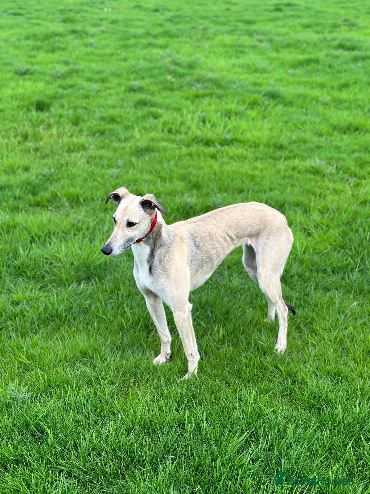 Mixed Breed dogs Beautiful saluki x greyhound girl   - Advert 3