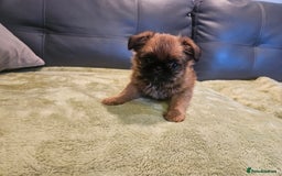 Griffon Bruxellois dogs for sale: Exceptionally confident beautys - Image 19