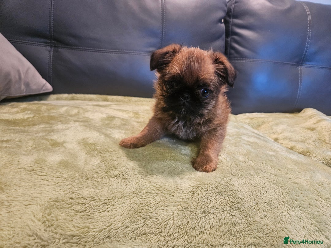 Griffon Bruxellois dogs for sale: Exceptionally confident beautys - Image 19