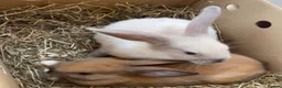 Mini Lop rabbits for sale: Vanilla & caramel  in Blackpool - Advert 3