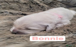 Golden Retriever dogs for sale: Golden Retriever Pups – First Class Homes Wanted - Image 22