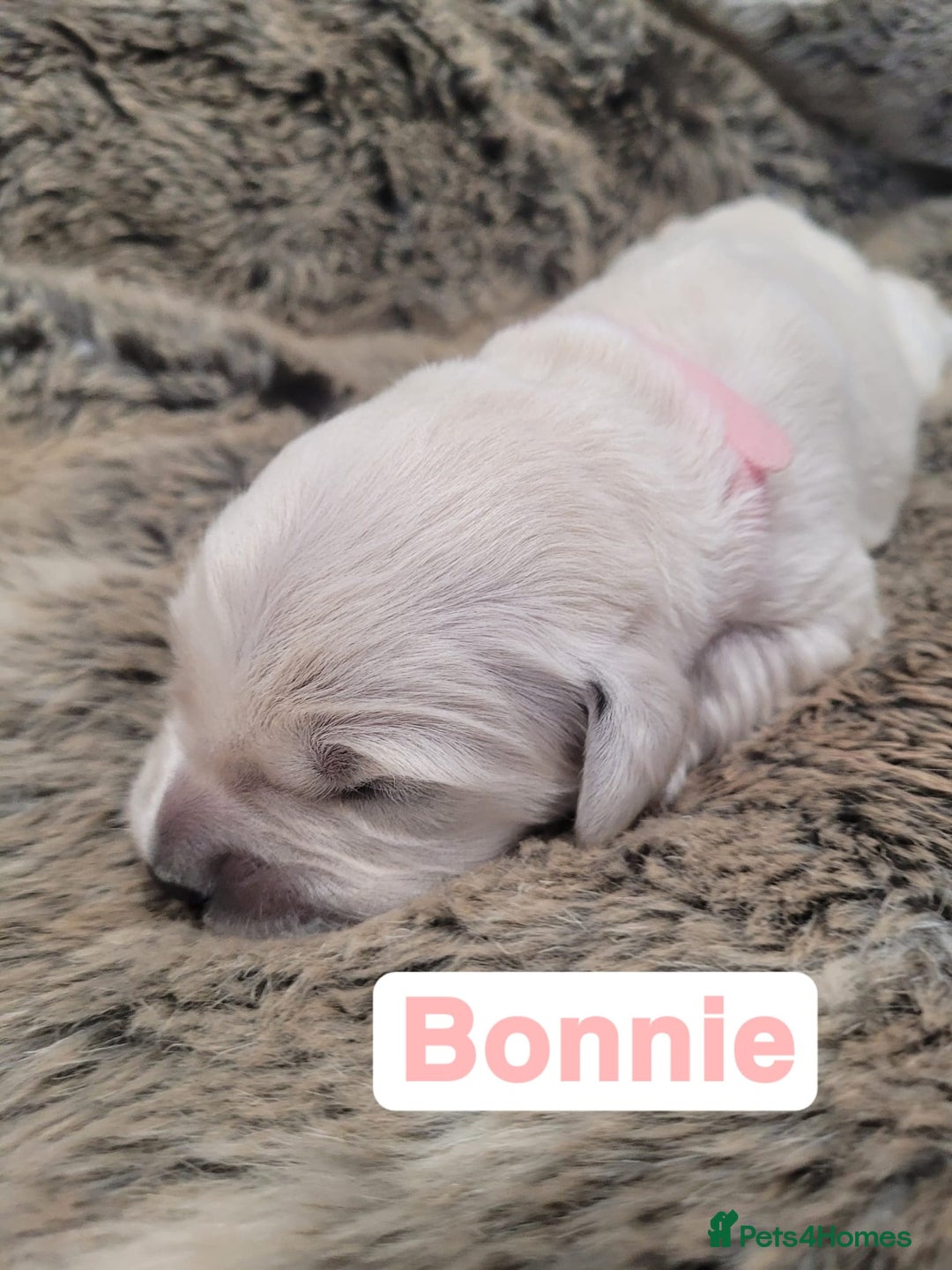 Golden Retriever dogs for sale: Golden Retriever Pups – First Class Homes Wanted - Image 22
