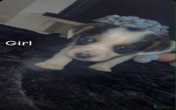 Jack Russell dogs for sale: Puppies  - Image 6