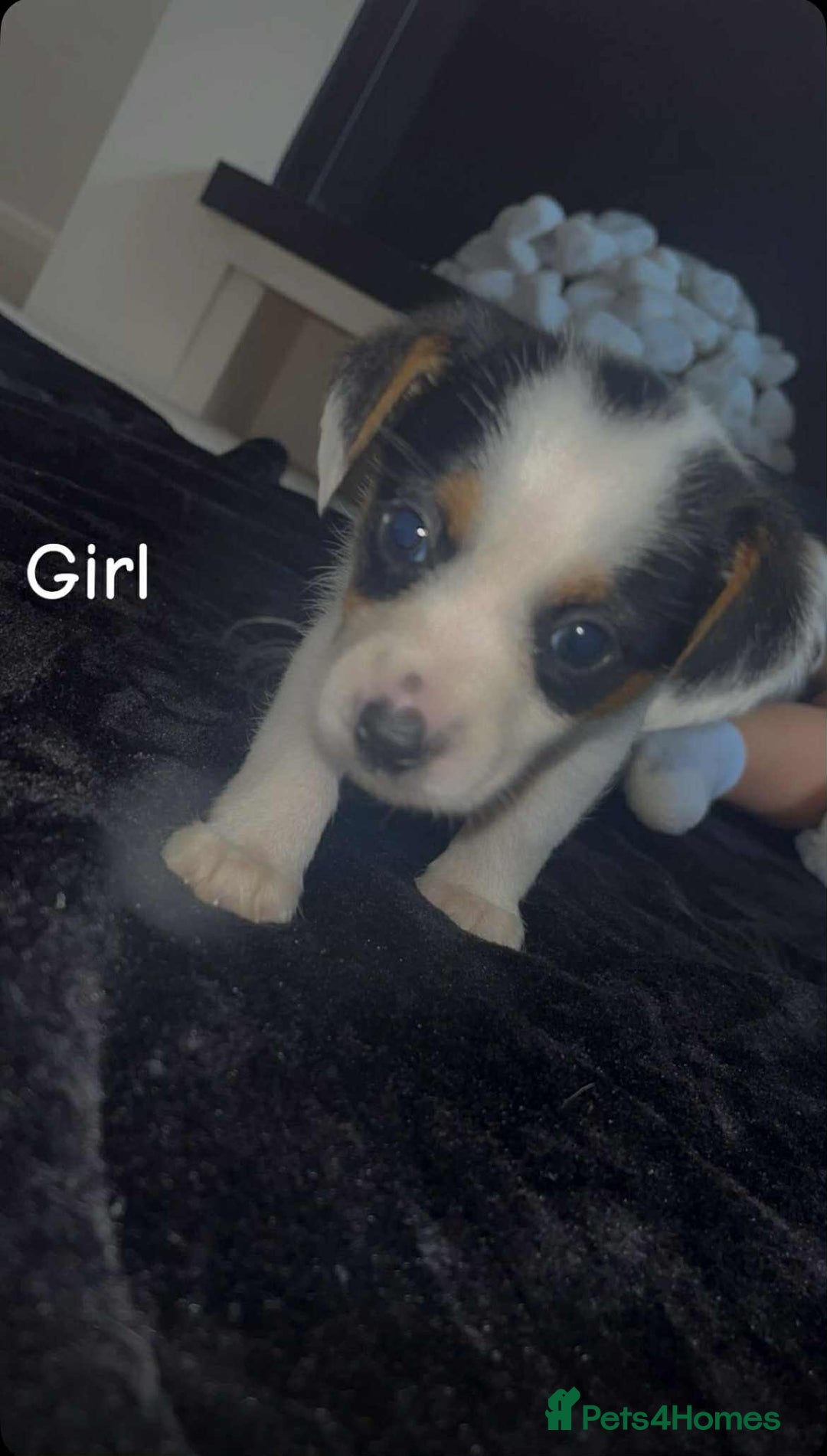 Jack Russell dogs for sale: Puppies  - Image 6