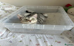 Bengal cats for stud: Bengal Stud - Image 6