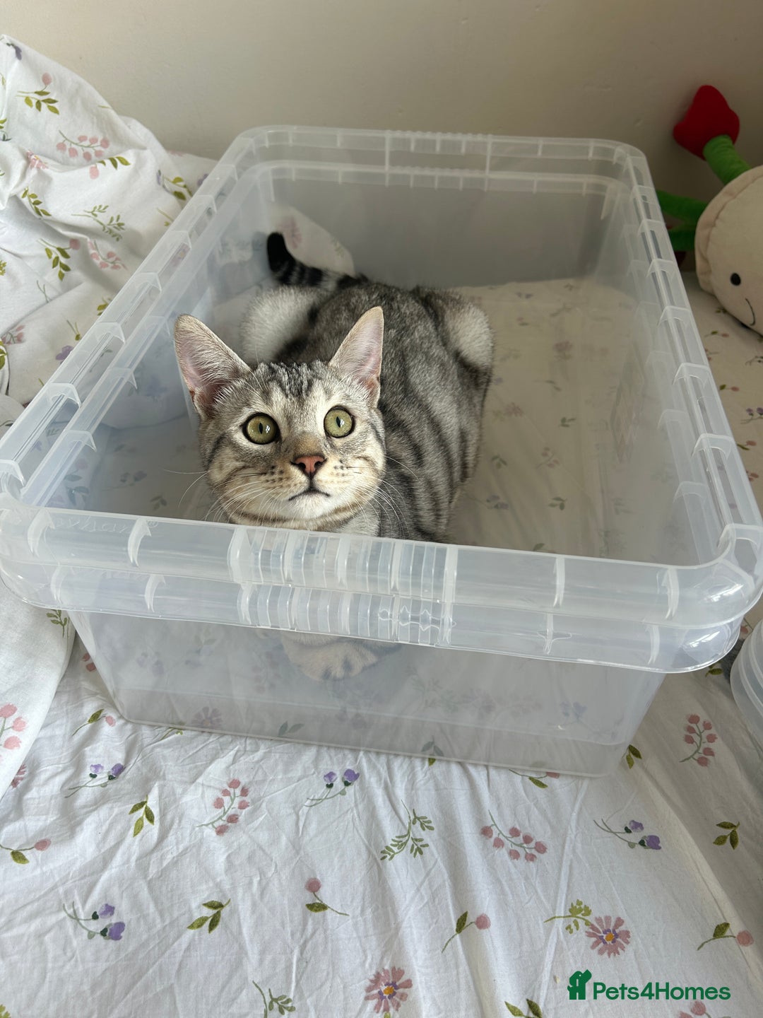 Bengal cats for stud: Bengal Stud - Image 6