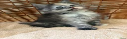 Maine Coon cats for sale: Tica registered 4 female mainecoons left,  polys - Advert 14