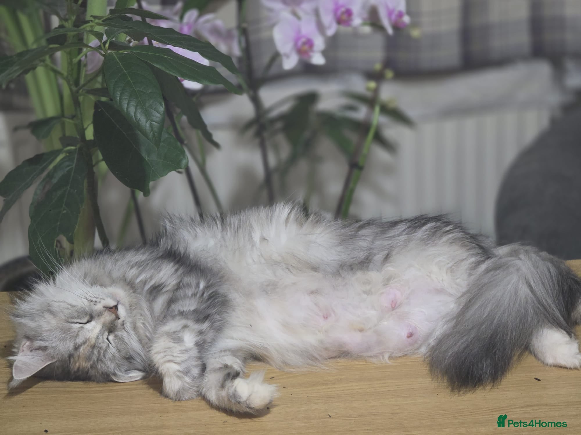 Maine Coon cats Vilma V.  - Advert 1