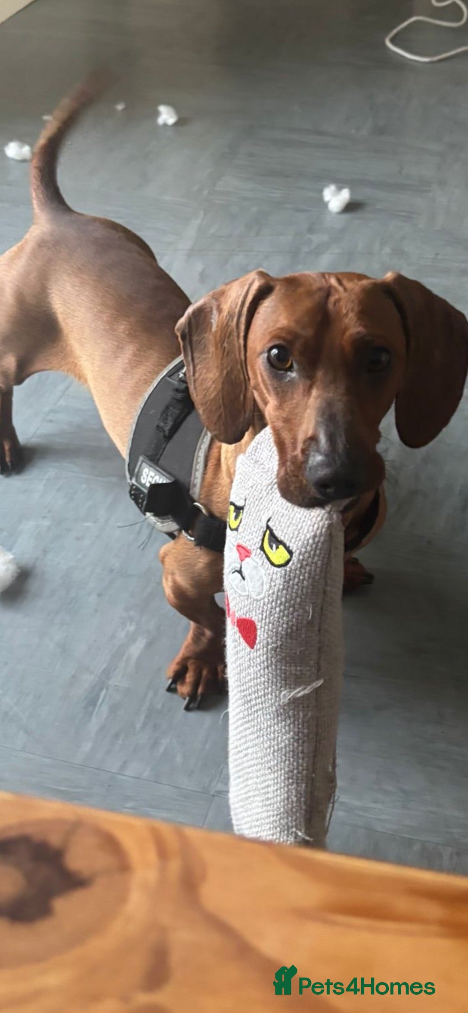 Miniature Dachshund dogs 6 beautiful minature dachshund puppy’s for sale 😍 - Advert 1