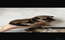 Miniature Schnauzer dogs for sale: Beautiful chocolate miniature schnauzer puppy  - Advert 3