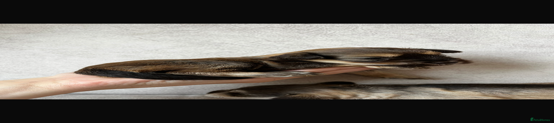 Miniature Schnauzer Puppy 4