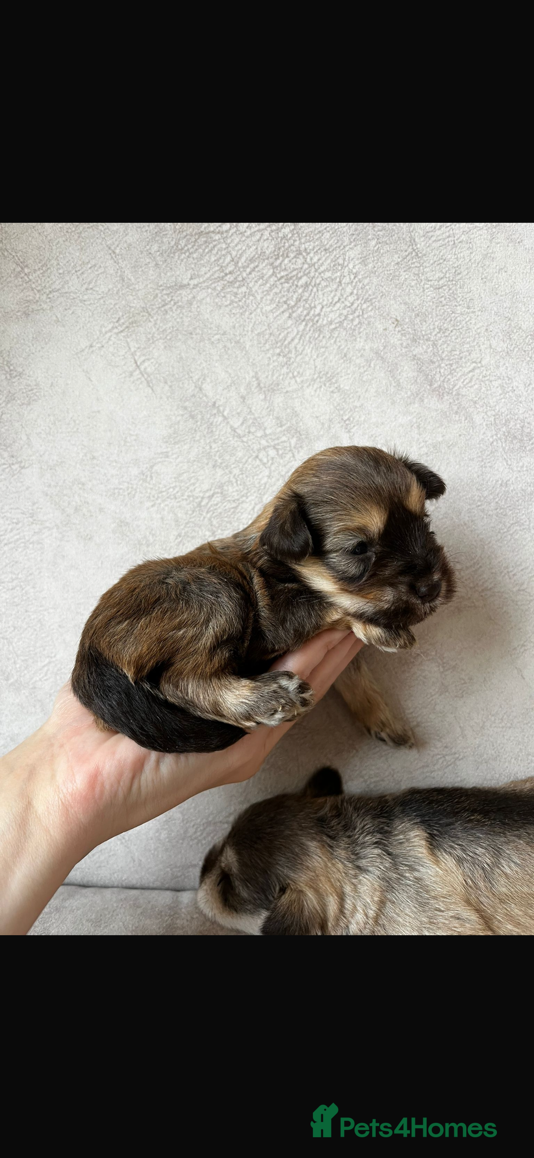 Miniature Schnauzer dogs for sale: Beautiful chocolate miniature schnauzer puppy  - Advert 3