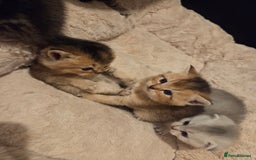 Scottish Fold cats for sale: Scottish folds - Image 7