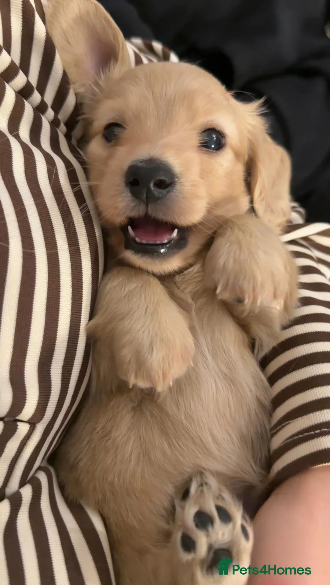 Miniature Dachshund dogs for stud: ee Cream Longhaired Miniature Dachshund for Stud in Helensburgh - Advert 13