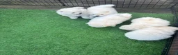 Pomeranian dogs for sale: Pomeranian puppy READY NOW 🐶pure pedigree  - Advert 20