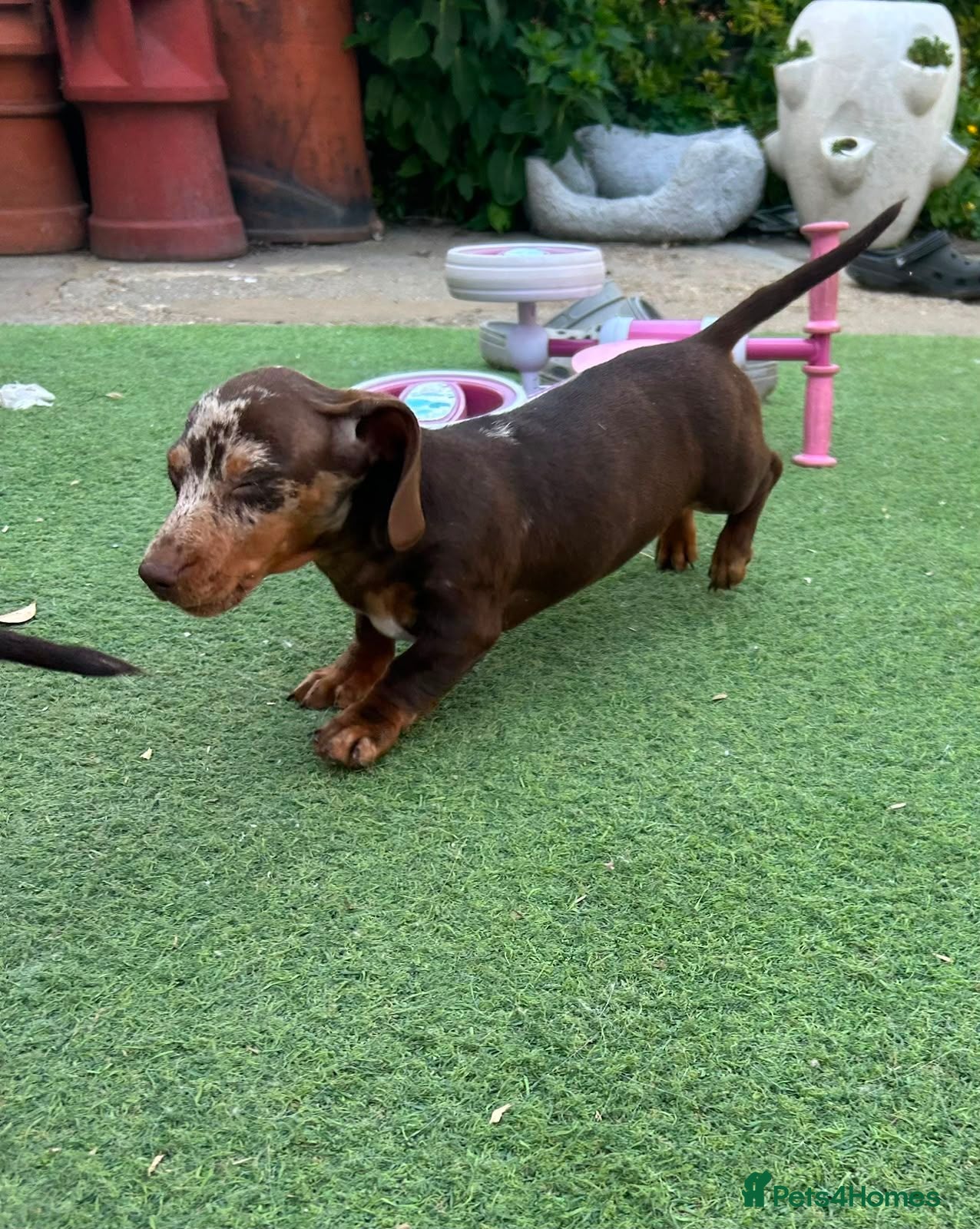 Miniature Dachshund dogs 🐾 Beautiful Miniature Dachshund Puppies 🐾 - Advert 1