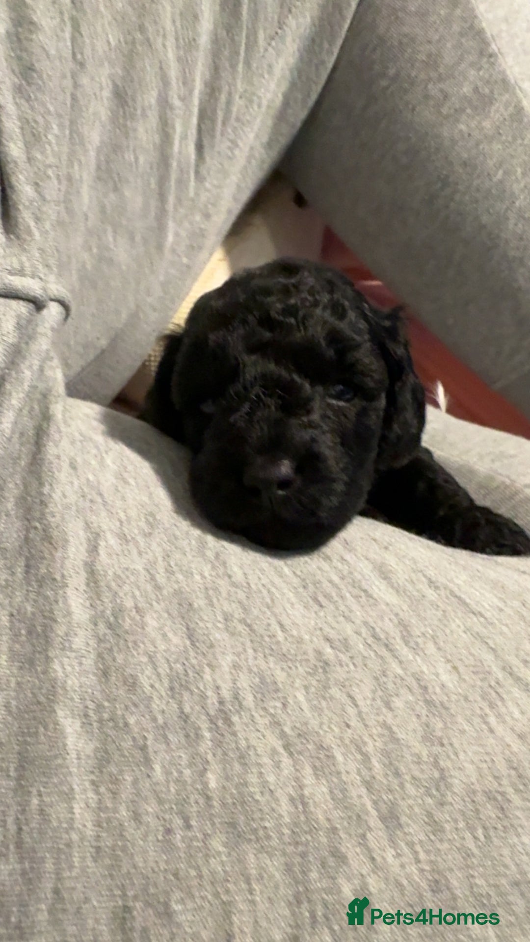 Toy Poodle dogs for sale: Toy poodle puppies *Ready for  ** * - Advert 6
