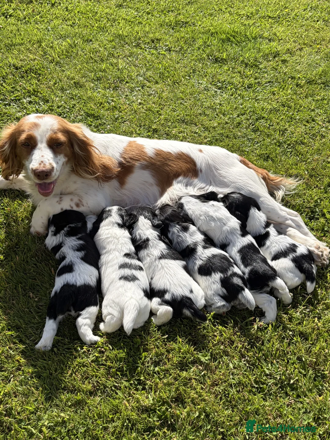 Cocker Spaniel dogs for sale: Cocker Spaniels in Hereford - Advert 2