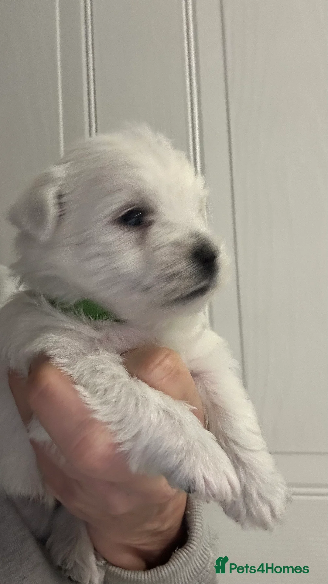 West Highland Terrier dogs for sale: Westies show quality pups ready 6.3.26 - Advert 2