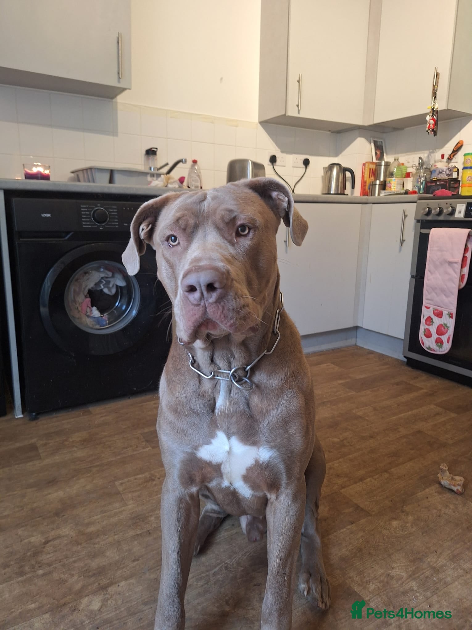 Cane Corso dogs Cane Corso - Advert 1