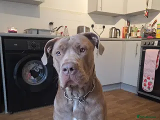 Cane Corso dogs Cane Corso - Advert 1