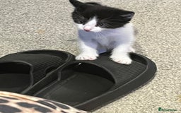 Mixed Breed cats for sale: Kittens  - Advert 3