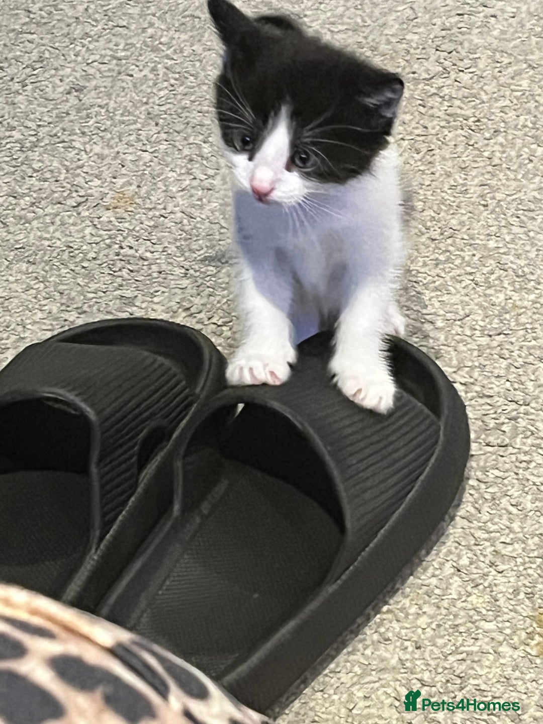 Mixed Breed cats for sale: Kittens  - Advert 3