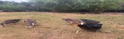 Ducks poultry for sale: Muscovy Ducks for sale - Male & Female - Advert 11