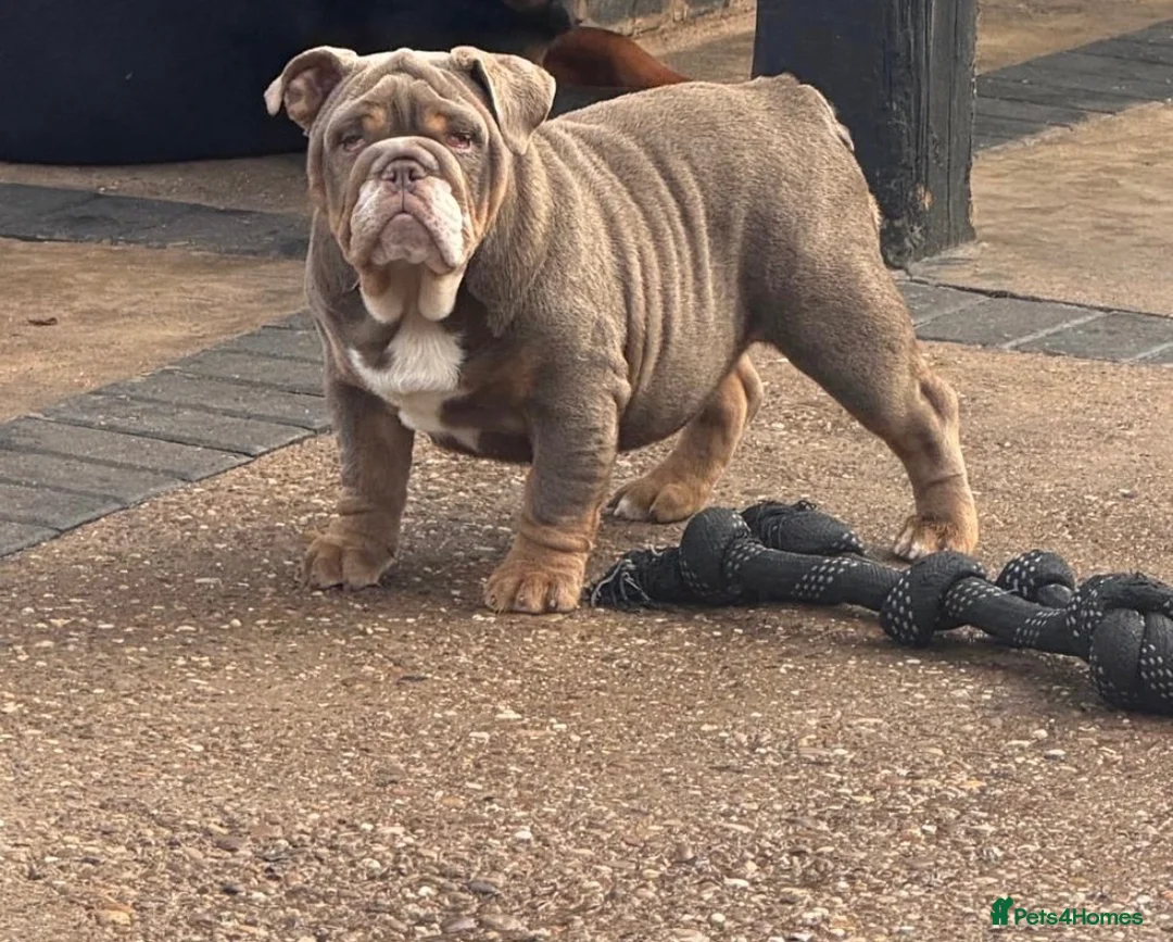 English Bulldog dogs for sale: English Bulldog  - Advert 2