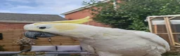 Cockatoo birds for sale: Male cockatoo  in Corby - Advert 4