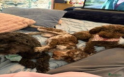 Maltipoo dogs for sale: Beautiful Merle maltipoo girl  - Image 2