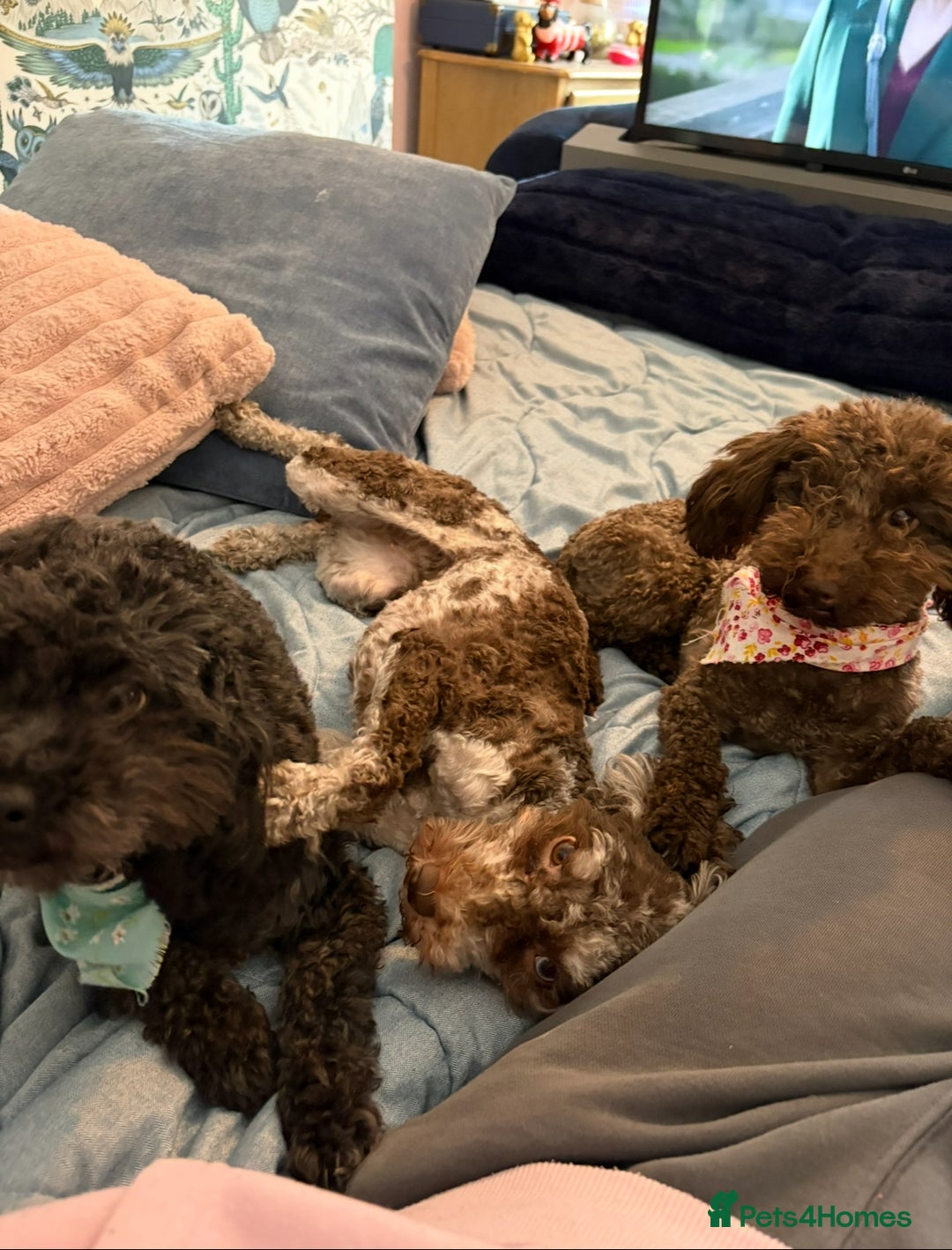 Maltipoo dogs for sale: Beautiful Merle maltipoo girl  - Image 2