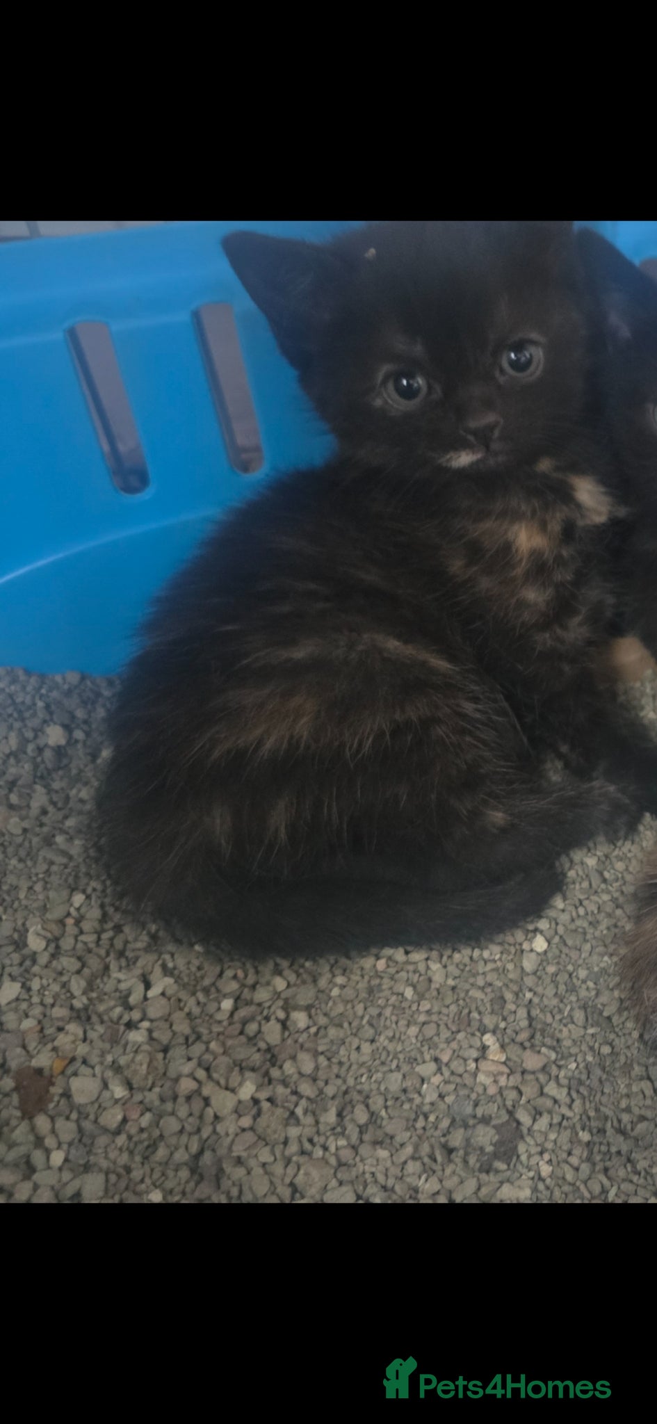 Mixed Breed cats for sale: Lovely girl kitten 😸 😍  - Advert 7