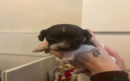 English Springer Spaniel dogs for sale: Adorable Springer Spaniel Puppies - Image 33