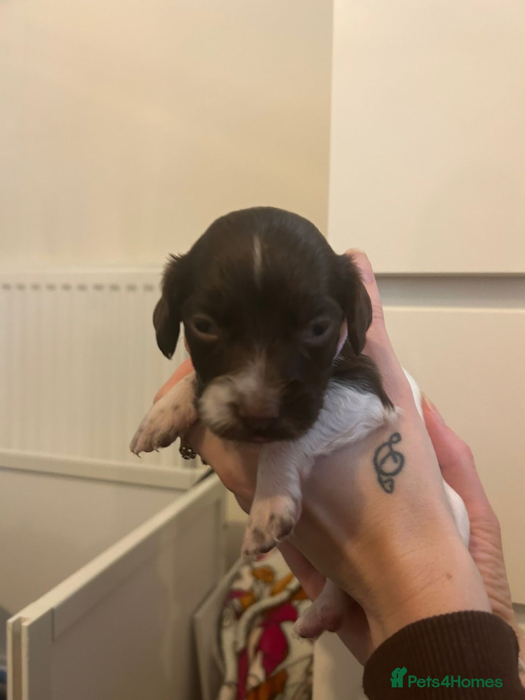English Springer Spaniel dogs for sale: Adorable Springer Spaniel Puppies - Image 33