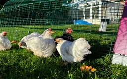 Chickens poultry for sale: Trio of bantams  - Image 13