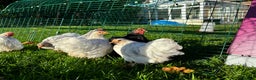 Chickens poultry for sale: Pekin bantams hens and cockerels  - Advert 13