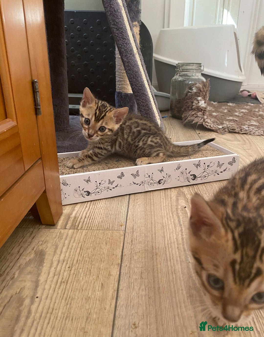 Bengal cats for sale: Beautiful 💜 Health tested TICA Bengal kittens  - Image 12