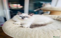 Ragdoll cats for sale: TICA registered mink and traditional ragdolls - Image 5
