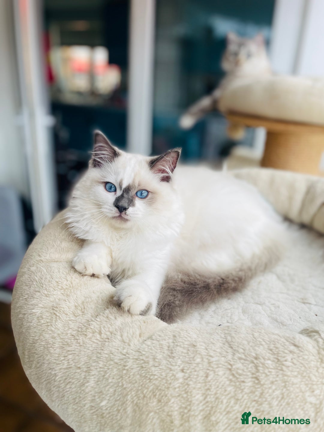 Ragdoll cats for sale: TICA registered mink and traditional ragdolls - Image 5