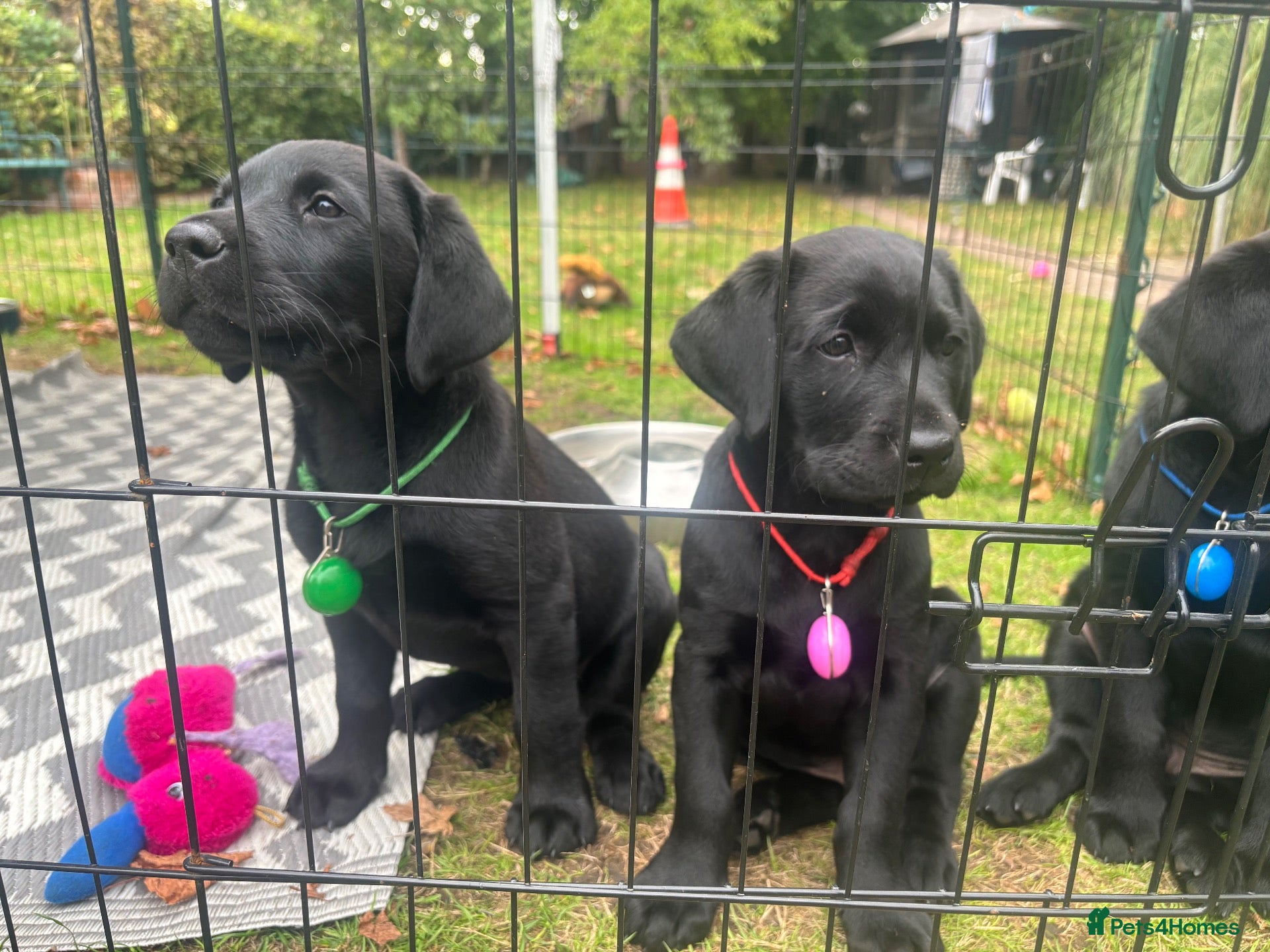 Labrador Retriever dogs Black Labrador pups, KC, dna tests, great scores - Advert 2