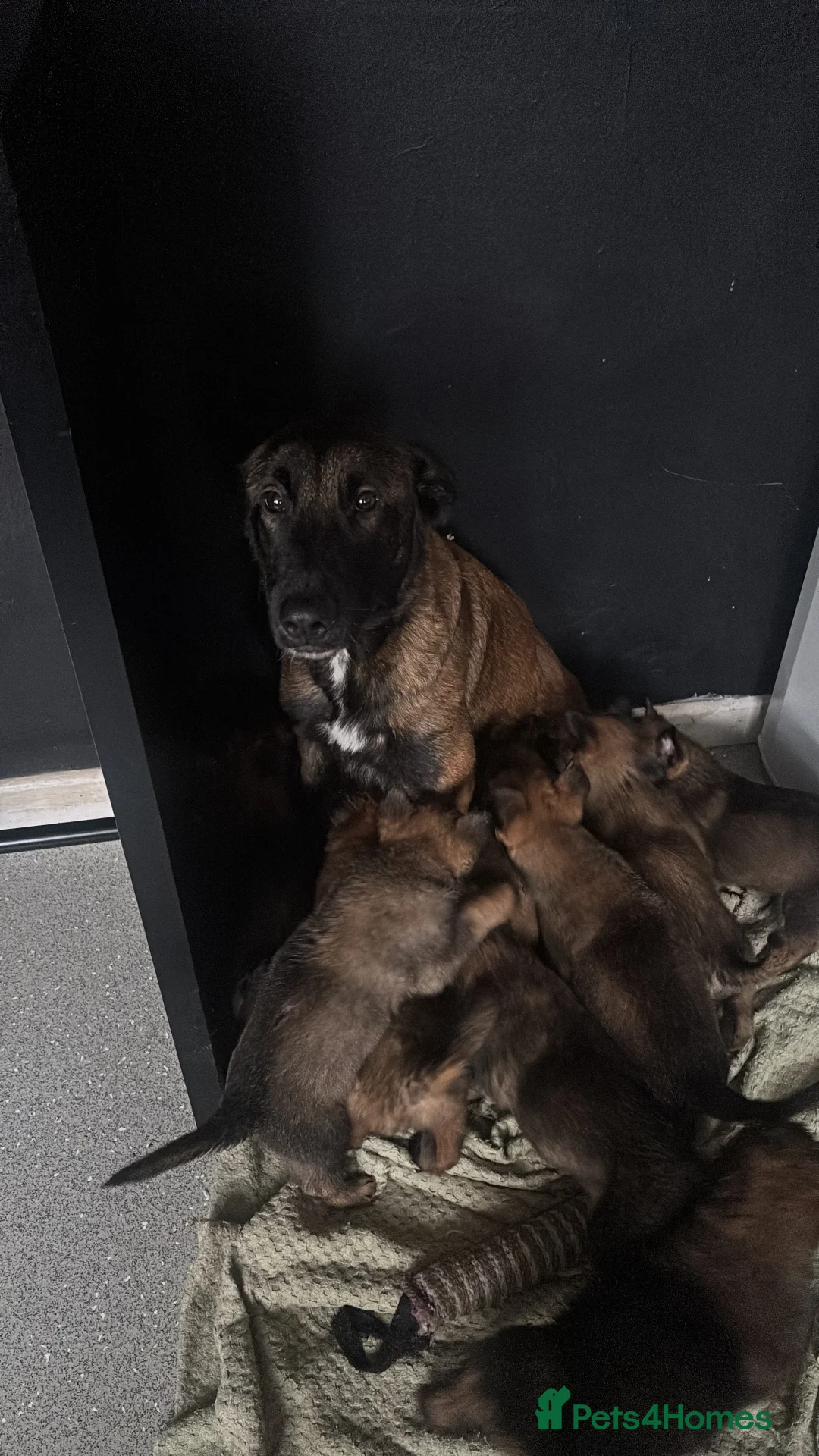 Belgian Shepherd Dog dogs for sale: Belgian shepherd pups - Advert 9