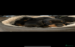 Miniature Dachshund dogs for sale: Miniature daschunds  - Image 4