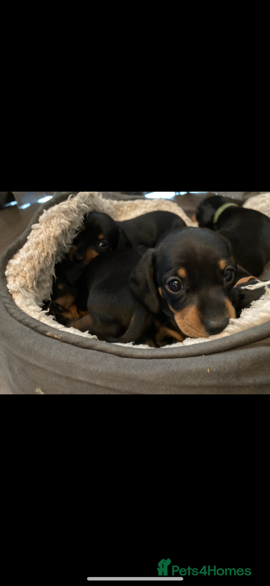 Miniature Dachshund dogs for sale: Miniature daschunds  - Image 4