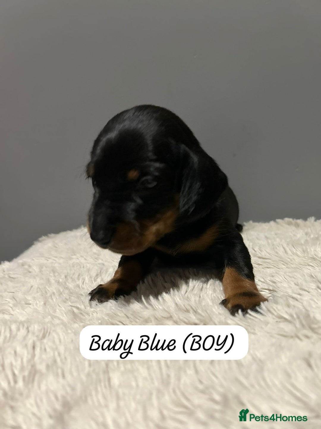 Miniature Dachshund dogs for sale: Miniature dachshund  - Advert 12